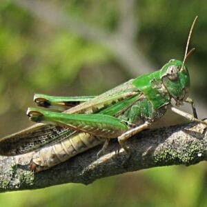 Estudo Bíblico e Pregação em Joel 1-1-12 - Crise e Juízo de Deus - Rev. Fabiano Queiroz