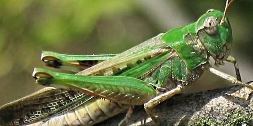 Estudo Bíblico e Pregação em Joel 1:1-12: Crise e Juízo de Deus