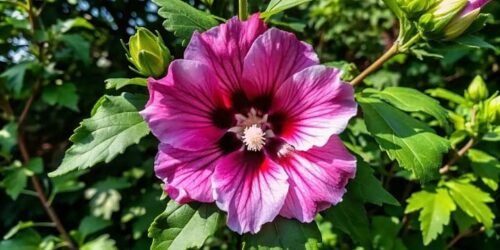 O significado de Rosa de Sarom que você não sabe