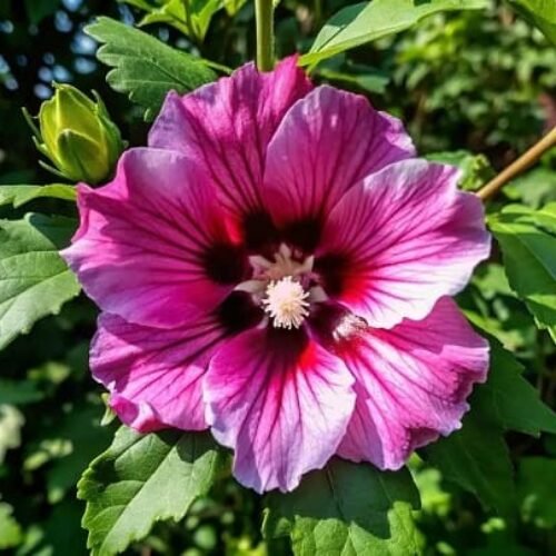 O significado de Rosa de Sarom que você não sabe