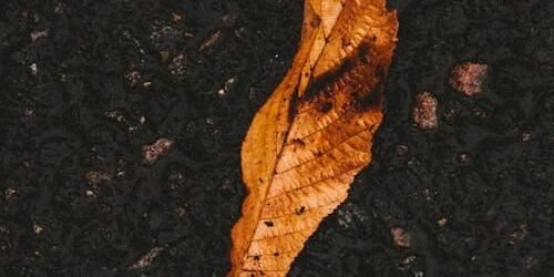 A Gratidão na Cura dos Dez Leprosos