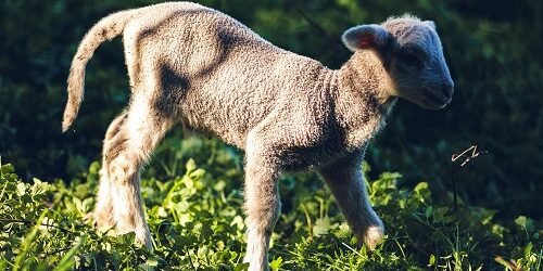 O Que Você Faria se Deus Pedisse o Que Você Mais Ama? A Fé de Abraão e o Cordeiro que Deus Provê