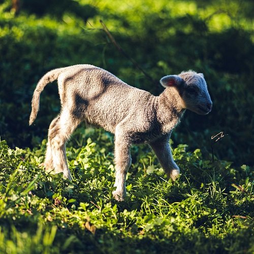 O Que Você Faria se Deus Pedisse o Que Você Mais Ama A Fé de Abraão e o Cordeiro que Deus Provê - Rev. Fabiano Queiroz