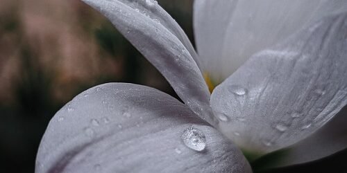 Ser Santo Como Deus É Santo: O que a Santidade Tem a Ver com Seus Vizinhos, Seus Empregados e Seus Inimigos?