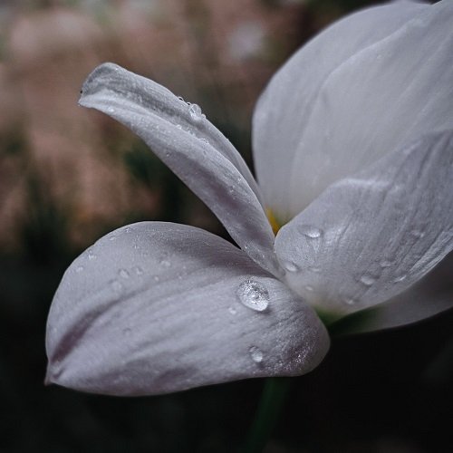 Ser Santo Como Deus É Santo O que a Santidade Tem a Ver com Seus Vizinhos, Seus Empregados e Seus Inimigos - Levítico 19 -1-18 - Rev. Fabiano Queiroz
